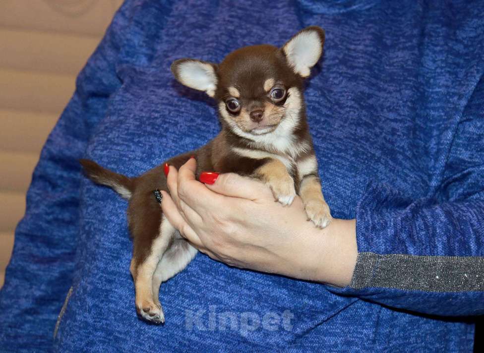 Собаки в Москве: Шоколадная чихуахуа Девочка, 150 000 руб. - фото 6