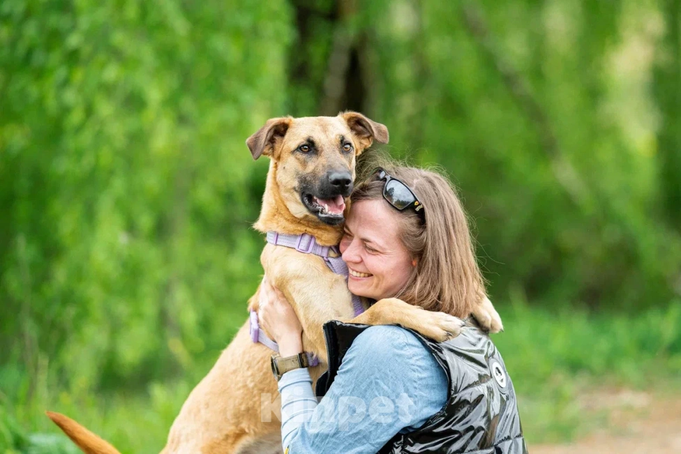 Собаки в Москве: Собака в дар Девочка, Бесплатно - фото 2