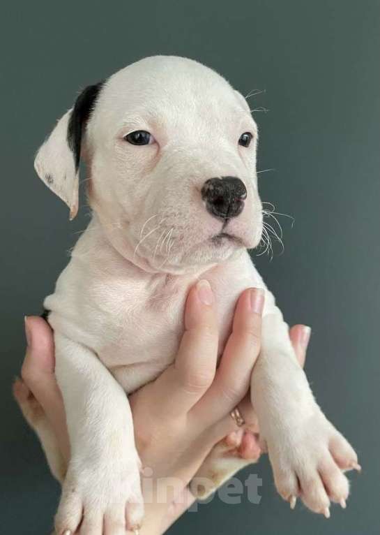 Собаки в Барнауле: Мальчики Стаффики Мальчик, 40 000 руб. - фото 2