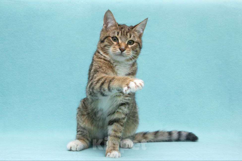 Кошки в Москве: Котенок Кекс Мальчик, Бесплатно - фото 5