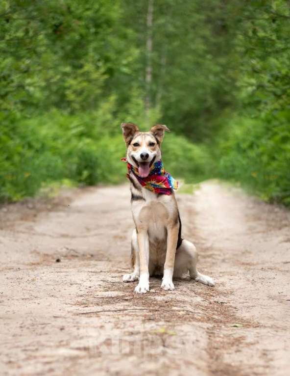 Собаки в Москве: Ума — девочка, которая ждёт именно своего человека Девочка, Бесплатно - фото 6