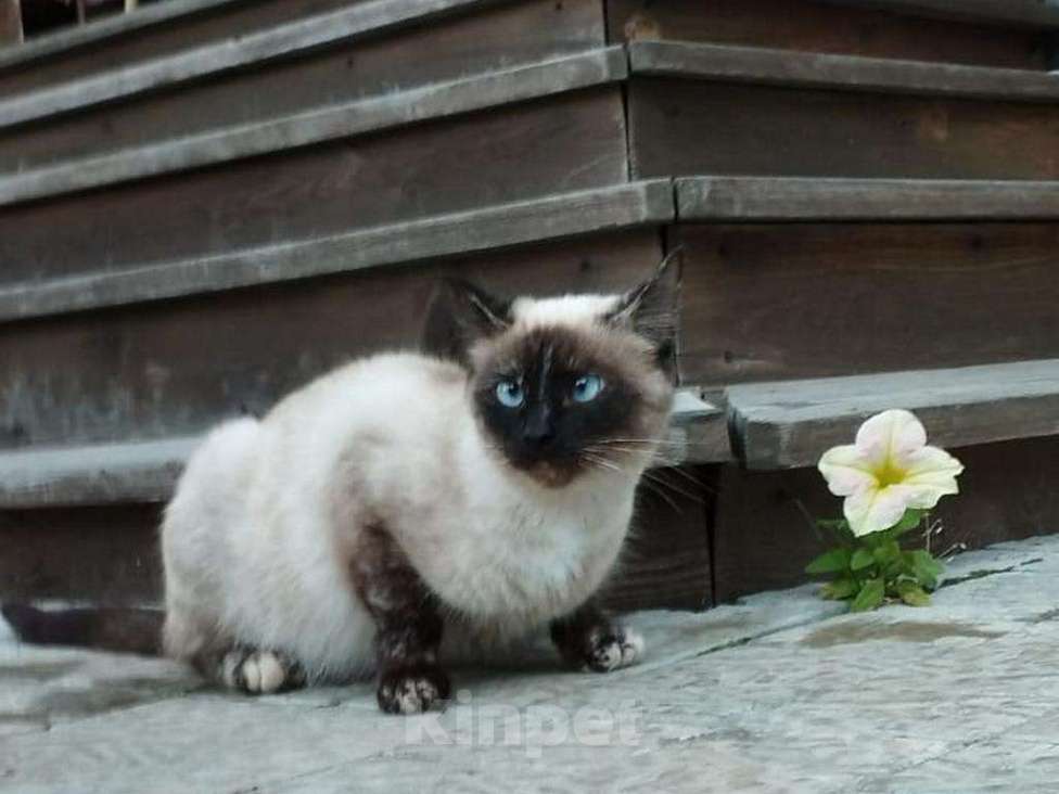 Кошки в Новосибирске: Потерялась кошка Девочка, Бесплатно - фото 1