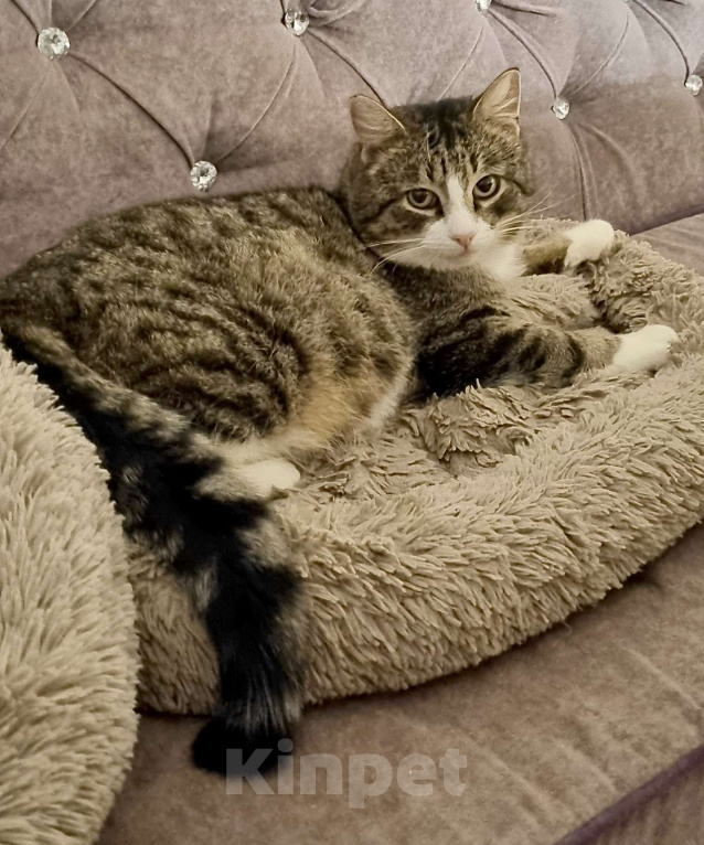 Кошки в Санкт-Петербурге: Анатоль! Котик в поисках семьи Мальчик, Бесплатно - фото 1