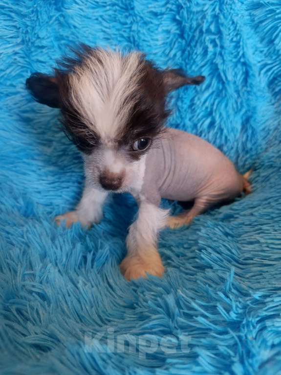 Собаки в Санкт-Петербурге: Китайская хохлатая мини  Мальчик, 50 000 руб. - фото 3
