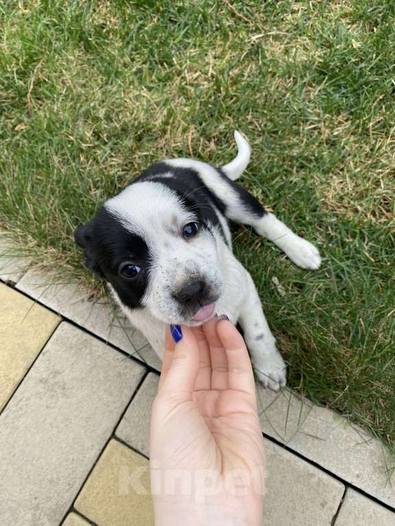 Собаки в других городах Краснодарского края: отдаем щенка в добрые руки  Девочка, 1 руб. - фото 2