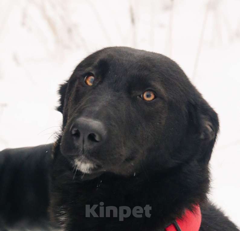 Собаки в Москве: Сладкий ребёнок Сури. Собака друг  Девочка, Бесплатно - фото 1