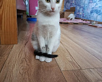 Кошки в Калуге: Котенок Девочка, Бесплатно - фото 3