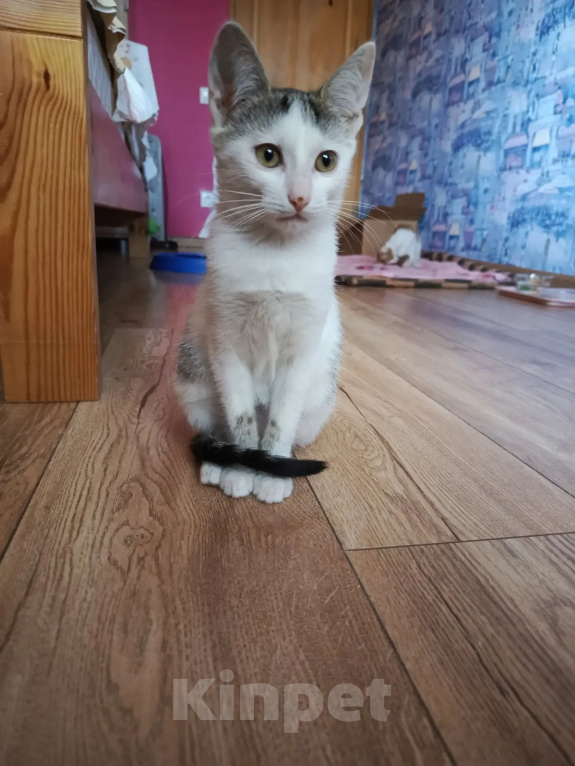 Кошки в Калуге: Котенок Девочка, Бесплатно - фото 3