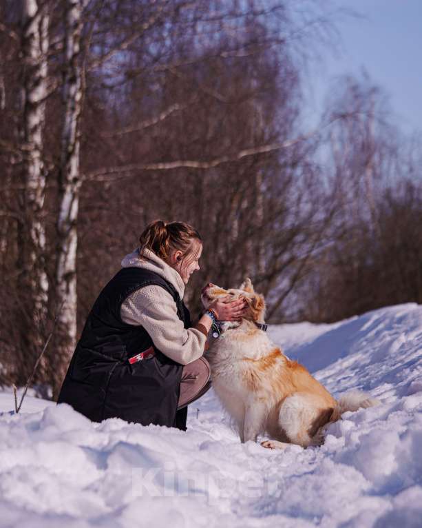 Собаки в Москве: Ищет дом красивый мальчик по кличке Беляшик Мальчик, Бесплатно - фото 10