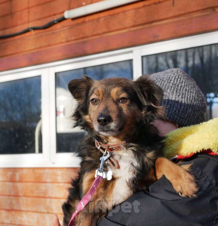 Собаки в Санкт-Петербурге: Симпатичный малыш-пёс Мальчик, Бесплатно - фото 1