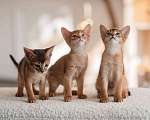 Кошки в Орле: Абиссинские котята Девочка, 1 руб. - фото 2