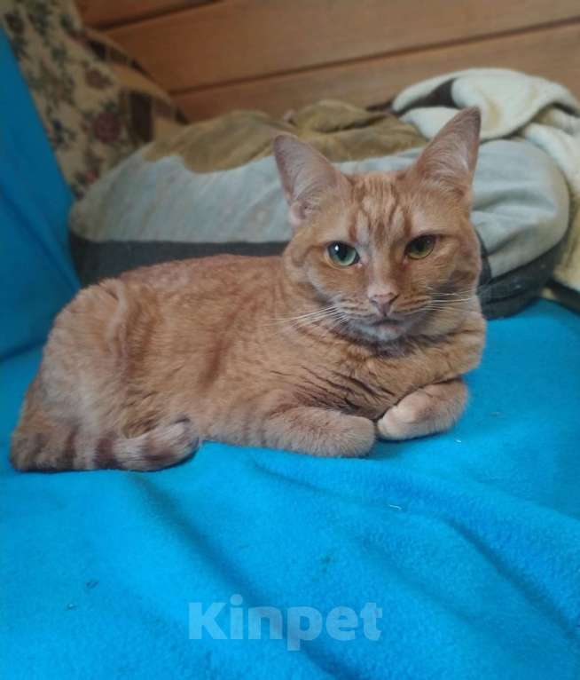 Кошки в Москве: Огненно-рыжая красотка кошка Злата ищет свою семью Девочка, Бесплатно - фото 4