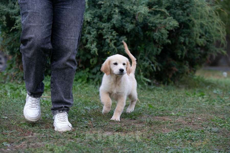Собаки в Воронеже: Девочка золотистый ретривер  Девочка, 60 000 руб. - фото 10
