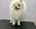 Собаки в Воронеже: кремовый самец померанского шпица Мальчик, 35 000 руб. - фото 2