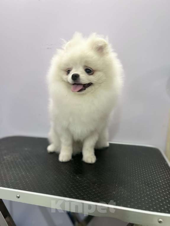 Собаки в Воронеже: кремовый самец померанского шпица Мальчик, 35 000 руб. - фото 2