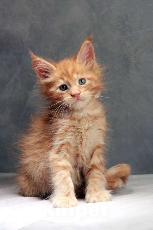 Кошки в Москве: Мейнкун Мальчик, Бесплатно - фото 6