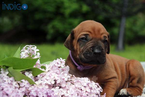 Собаки в Санкт-Петербурге: Щенки родезийского риджбека. Питомник РКФ Мальчик, Бесплатно - фото 5
