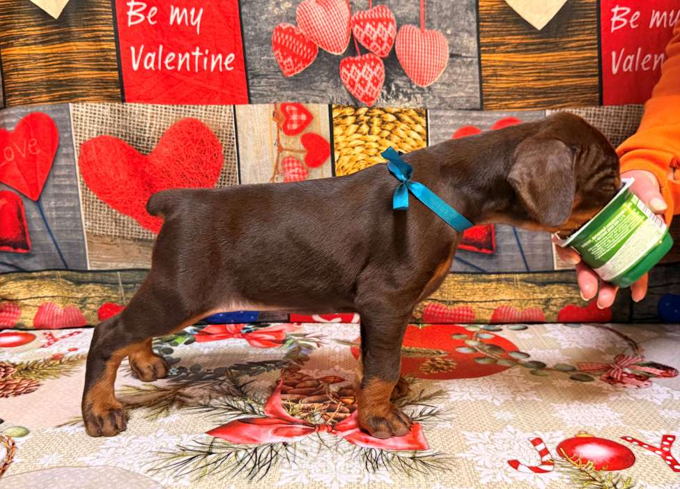 Собаки в Белгороде: Породные щенки добермана Девочка, 90 000 руб. - фото 6