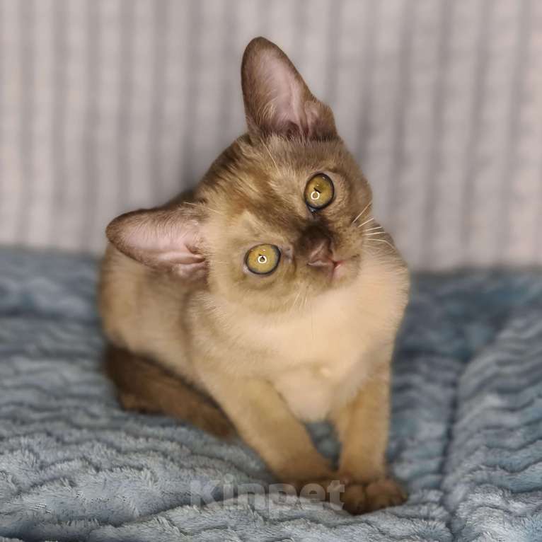 Кошки в Ростове-на-Дону: Европейская Бурма котята Девочка, Бесплатно - фото 6