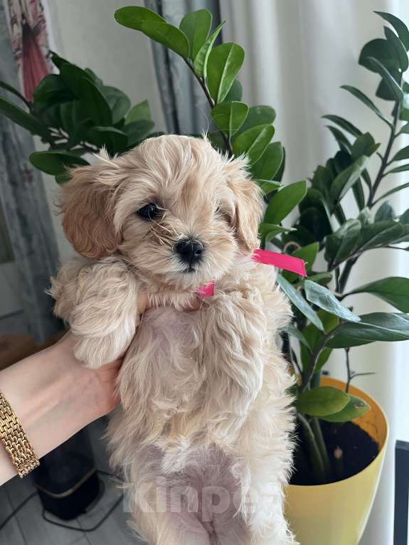 Собаки в Волгограде: Милая девочка Lizzi  Девочка, 100 000 руб. - фото 5