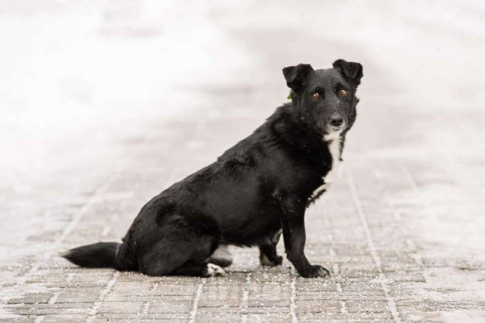 Собаки в Москве: В хорошие руки отдадим симпатягу парня по имени Шнырек! Мальчик, Бесплатно - фото 7