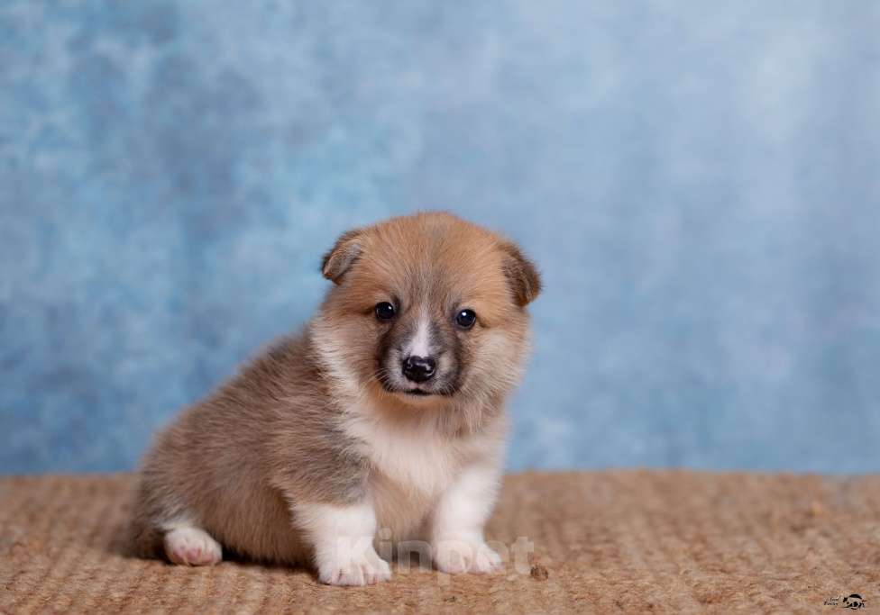 Собаки в Смоленске: Мальчики Мальчик, Бесплатно - фото 2