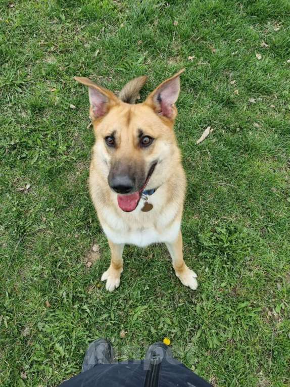 Собаки в Москве: Самый ласковый на свете пёс ищет дом! Мальчик, Бесплатно - фото 3