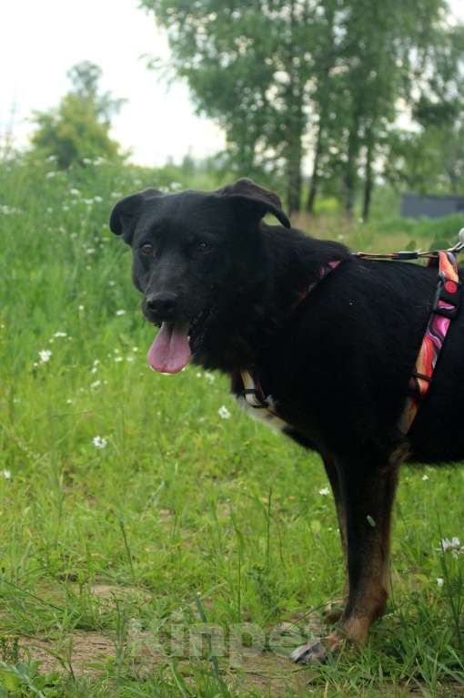 Собаки в Москве: Замечательные брюнетки Девочка, Бесплатно - фото 2