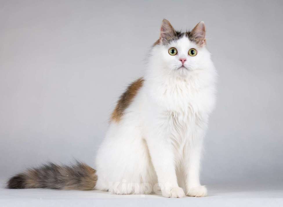 Кошки в Москве: Молодая сибирская трехцветная кошечка Зая в дар Девочка, 1 руб. - фото 8