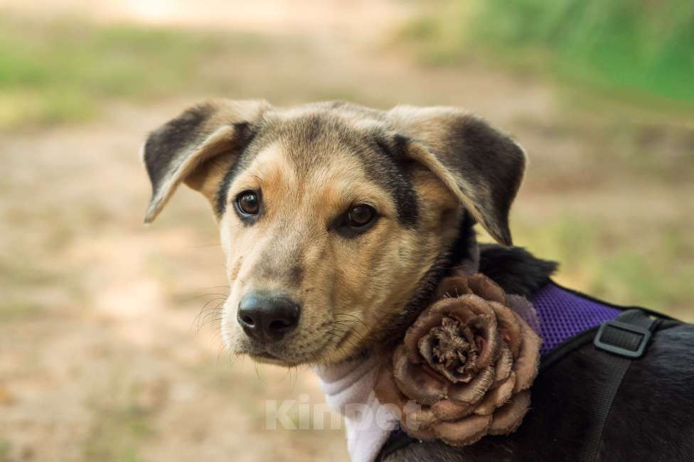 Собаки в Москве: Сэнди очень нужен дом  Девочка, Бесплатно - фото 2