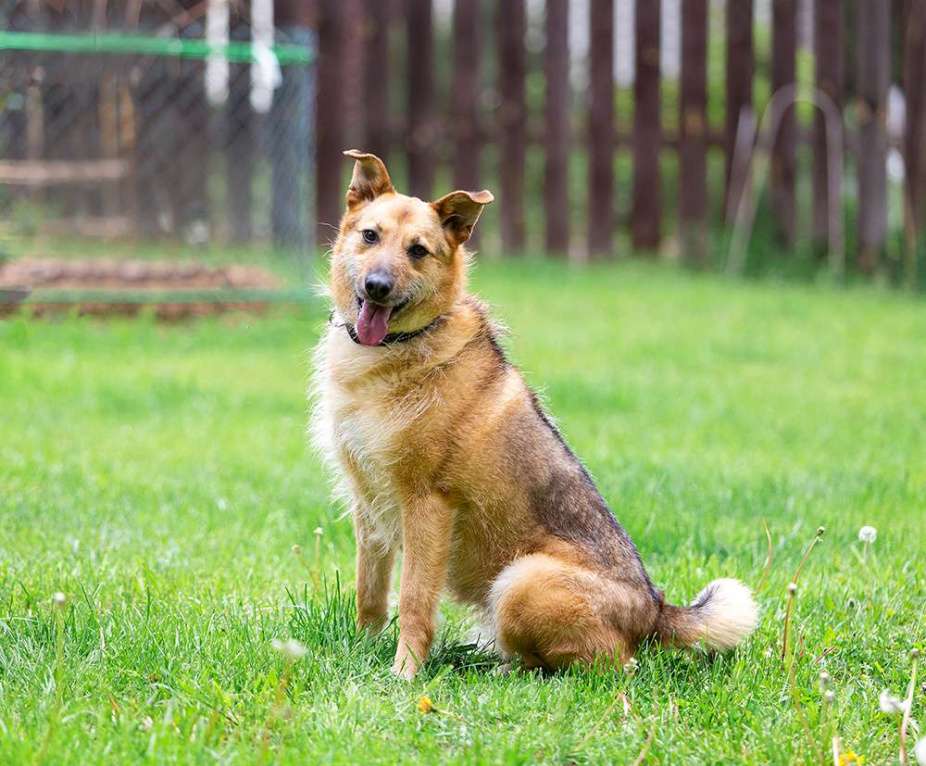 Собаки в Раменском: Ищет дом энергичная Альма! Девочка, Бесплатно - фото 2