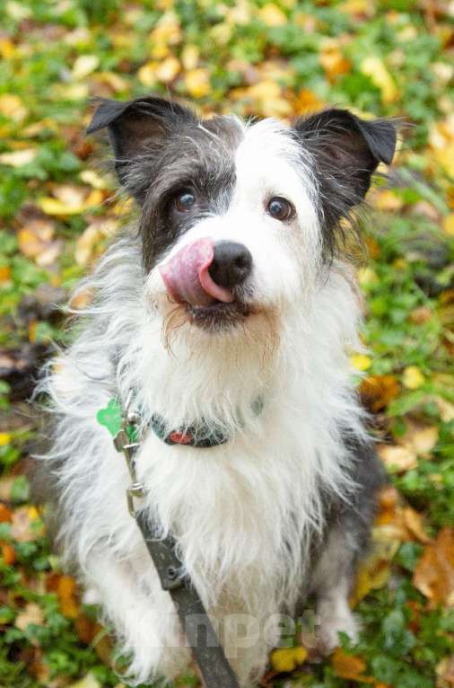 Собаки в Санкт-Петербурге: Собака в добрые руки Девочка, Бесплатно - фото 3