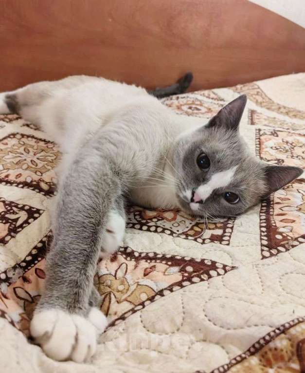 Кошки в Москве: Не просто кот, а верный компаньон ищет дом Мальчик, Бесплатно - фото 6