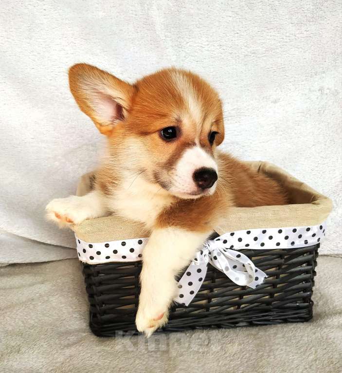 Собаки в других городах Московской области: Щенок Вельш корги пемброк Мальчик, 80 000 руб. - фото 4