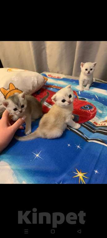 Кошки в Москве: Вислоухая красотка Девочка, 20 000 руб. - фото 3