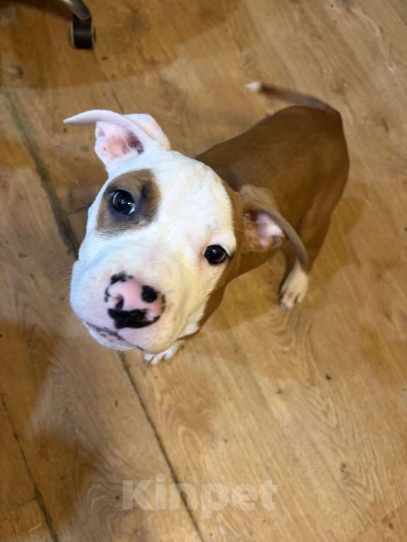 Собаки в Москве: Девочка АСТ Девочка, 25 000 руб. - фото 5