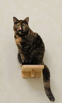 Объявление: Трехцветная кошка Габи в добрые руки, 1 руб., Москва