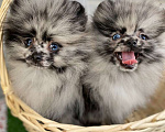 Собаки в Новороссийске: Мраморные малыши Померанского шпица Мальчик, Бесплатно - фото 1