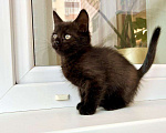 Кошки в Москве: Котенок черная пантерка Изюминка в добрые руки  Девочка, Бесплатно - фото 7