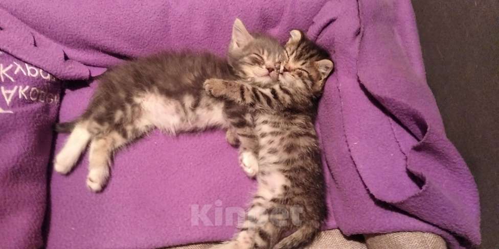 Кошки в Томске: Котёнок в добрые руки Девочка, Бесплатно - фото 4