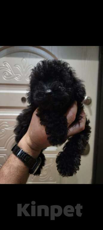 Собаки в Москве: Той-пудель black Мальчик, 40 000 руб. - фото 1