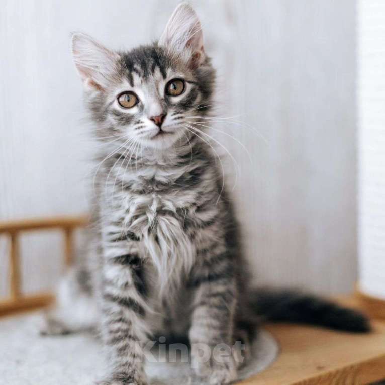 Кошки в Москве: Маленького Петю чуть не утопили Мальчик, Бесплатно - фото 3