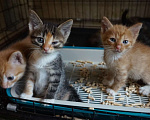 Кошки в Красногорске: Трехцветная девочка 1,5 месяца в добрые руки  Девочка, Бесплатно - фото 2