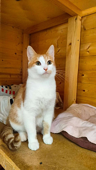 Эксклюзивные котята (10 мес.) в дар
