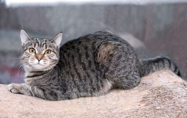 Кошки в Москве: Полосатая кошечка Марфуша в добрые руки Девочка, 1 руб. - фото 4