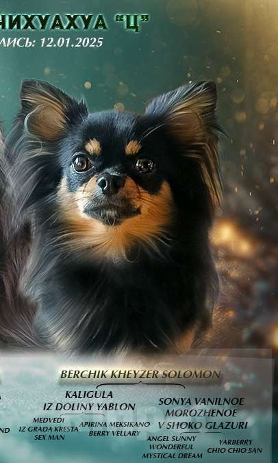 Собаки в Новосибирске: Вязка Чихуахуа  Мальчик, 20 000 руб. - фото 6