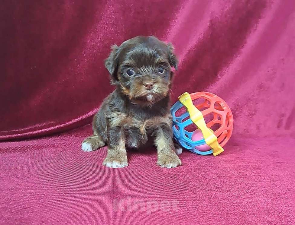 Собаки в Санкт-Петербурге: Шоколадный йорк девочка Девочка, 80 000 руб. - фото 2