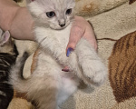 Кошки в Дедовске: Котята ,мальчики ,в добрые руки Мальчик, Бесплатно - фото 5