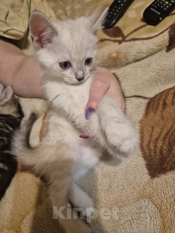 Кошки в Дедовске: Котята ,мальчики ,в добрые руки Мальчик, Бесплатно - фото 5