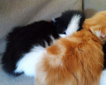 Кошки в Теберде: Кот ищет кошечку, кот на вязку, Бесплатно - фото 10